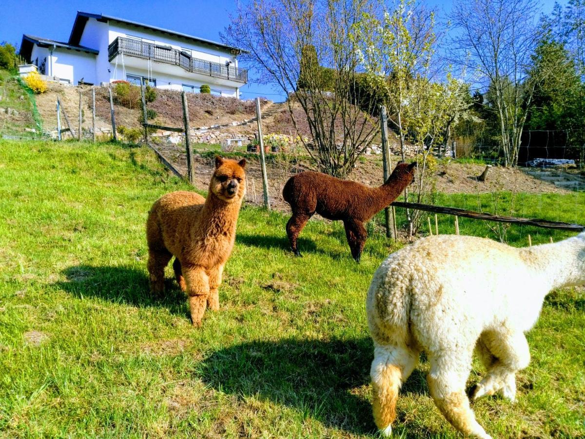 Ferienwohnung Alpaka Blick Schneppenbach Buitenkant foto